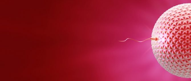 Imagen: Fecundación del espermatozoide sin ovario