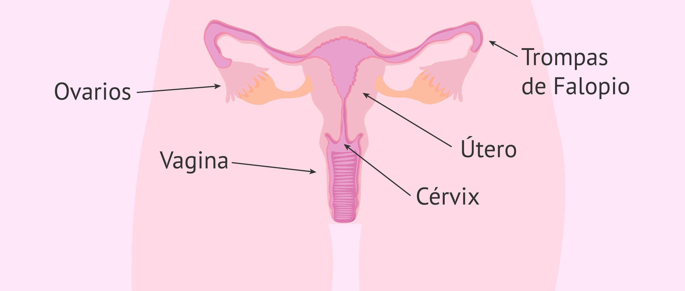Aparato reproductor femenino interno
