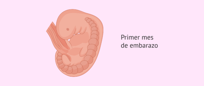 Imagen: 1 mes de embarazo