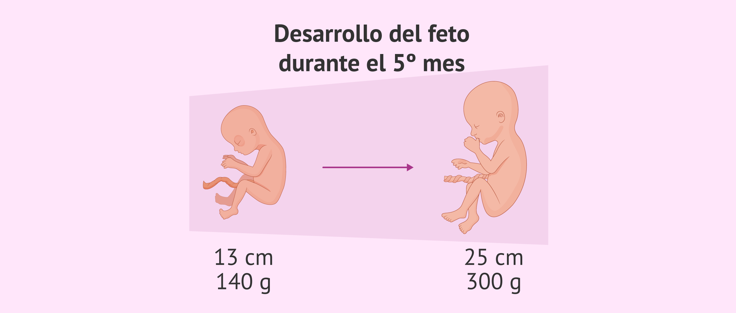 Desarrollo del bebé en el quinto mes de embarazo