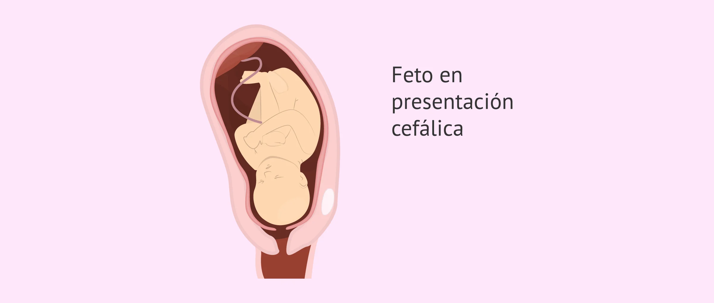 feto-posicion-cefalica-glosario