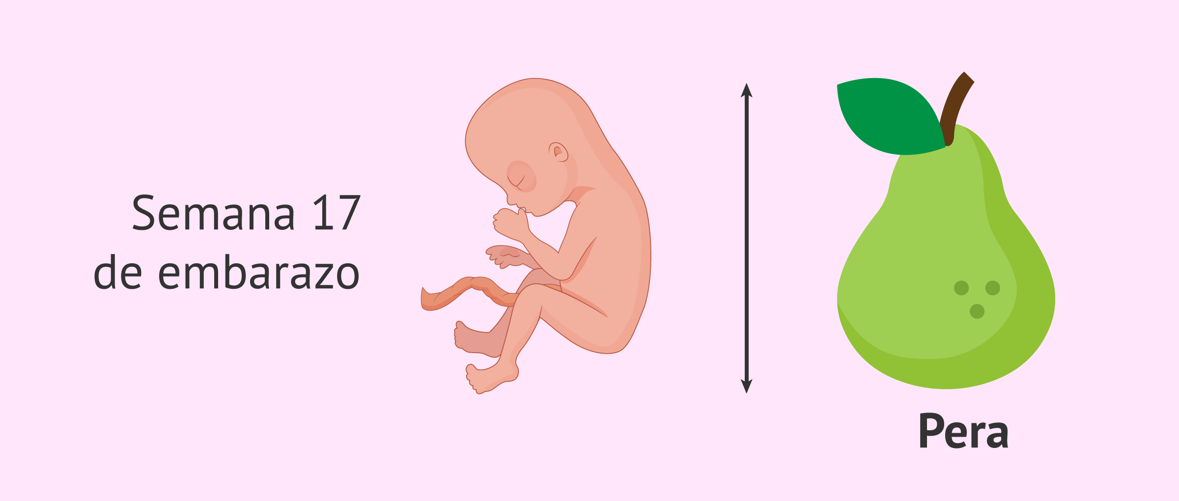 Semana 17 de embarazo ¿Qué cambios hay en la mujer y en el feto? Foto Desnuda Hq