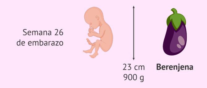 Imagen: Medidas del feto a las 26 semanas de gestación
