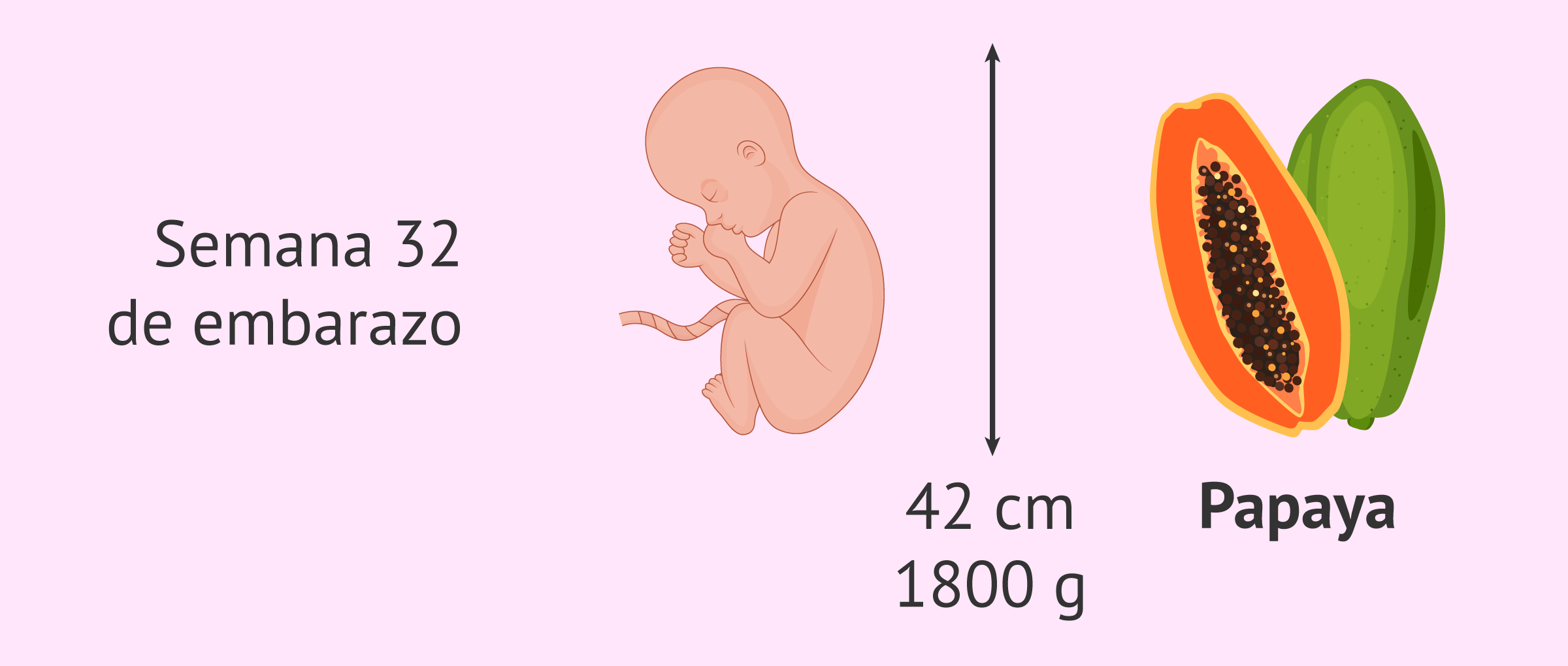 Mansedumbre Aceptado blusa Tamaño del bebé en la semana 32 de embarazo