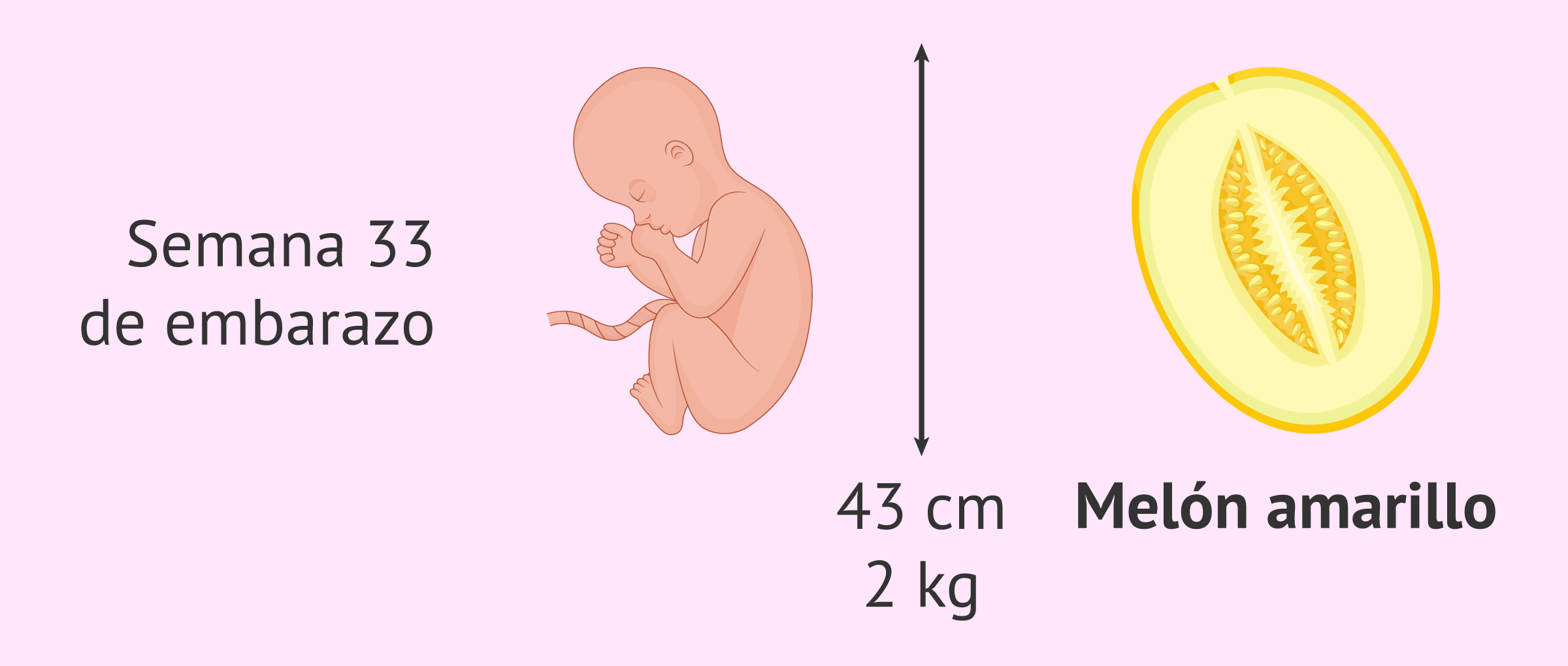 Tamaño y peso del bebé a las 33 semanas de embarazo