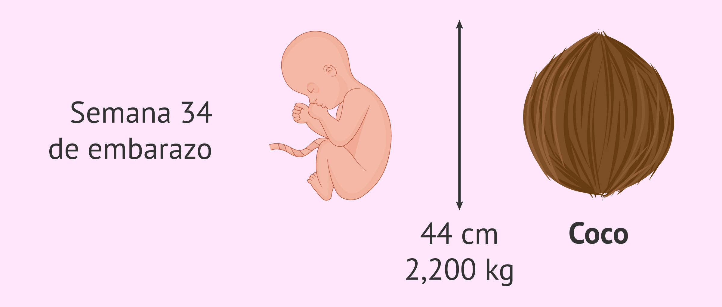 Medidas del bebé en la semana 34 de embarazo
