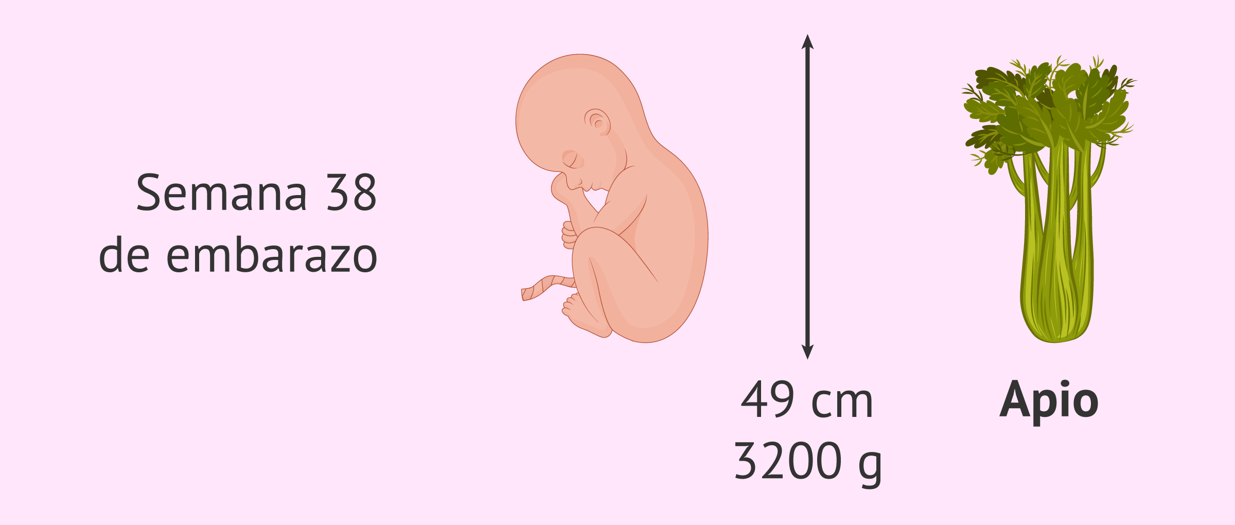 ¿Cómo es el bebé a las 38 semanas de embarazo?
