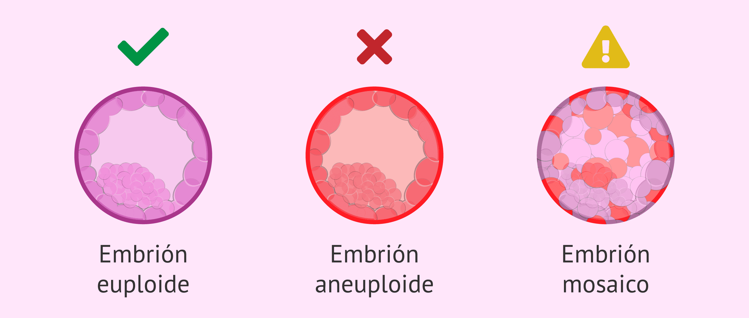 Imagen: Diferencia entre embriones sanos, alterados y mosaicos