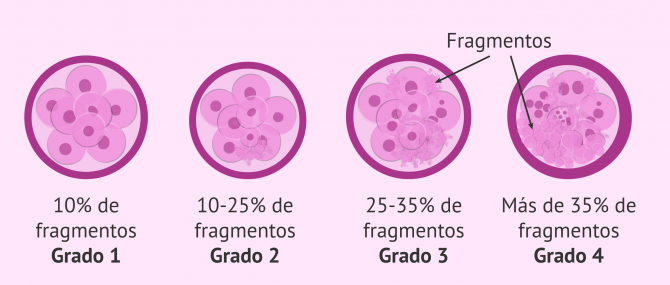 Imagen: grado-fragmentacion-embriones