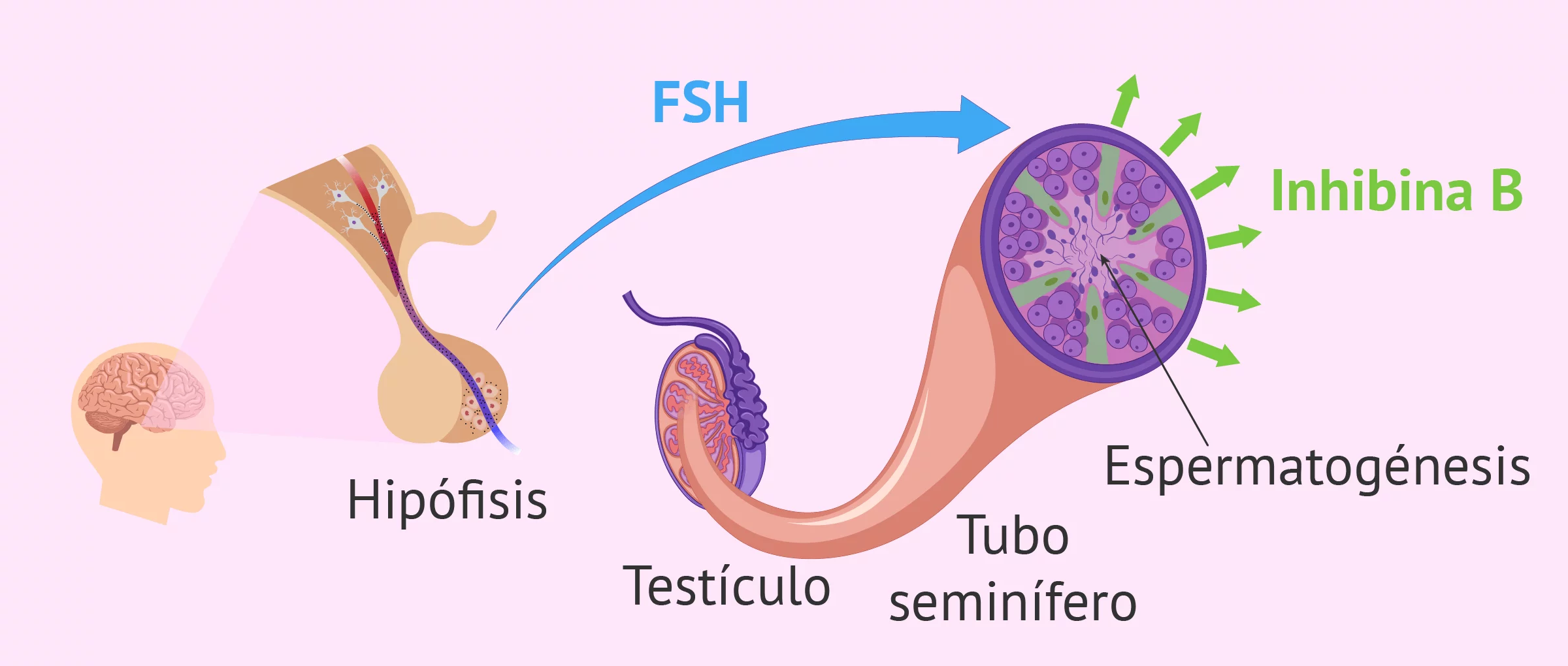 Hormonas que actúan en la espermatogénesis