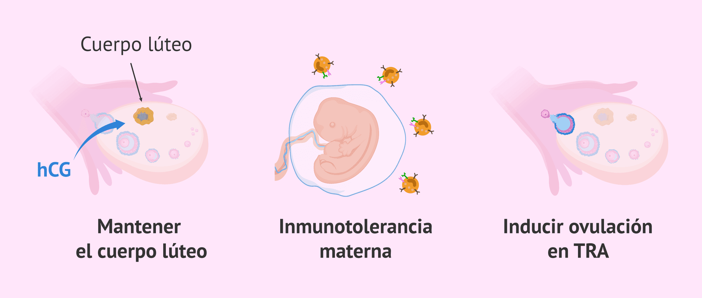 Qué es la hormona hCG o Gonadotropina Coriónica humana?