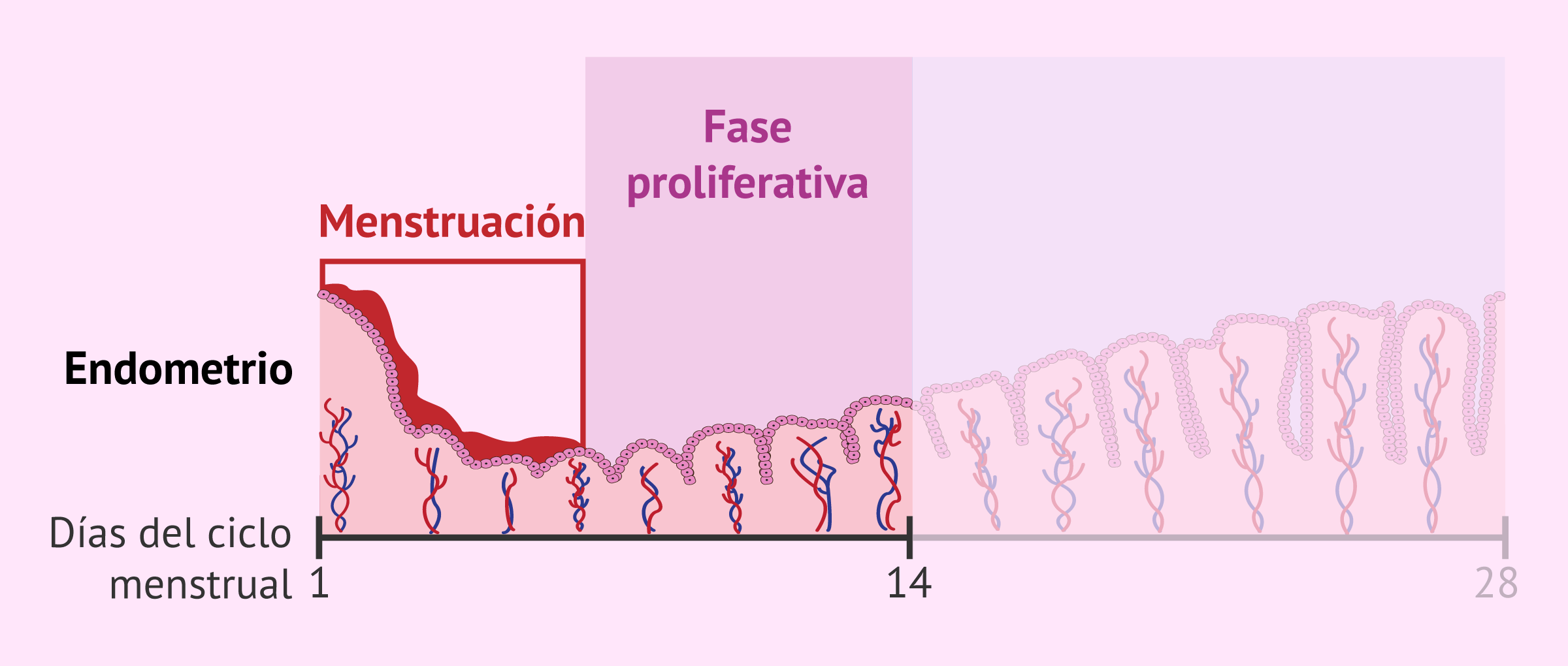 Fase proliferativa en el endometrio uterino