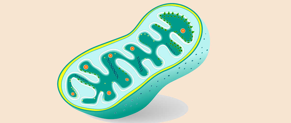 Herencia de las mitocondrias