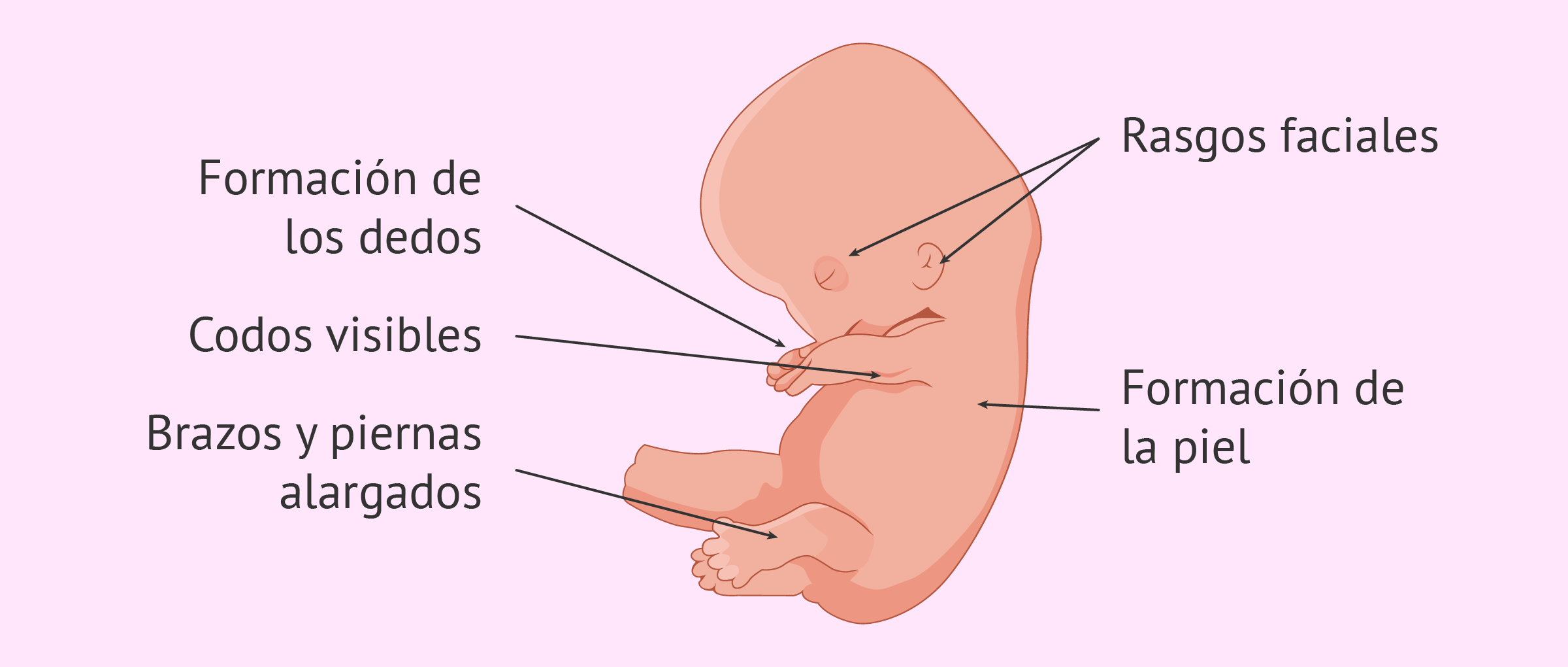 El embrión a las ocho semanas