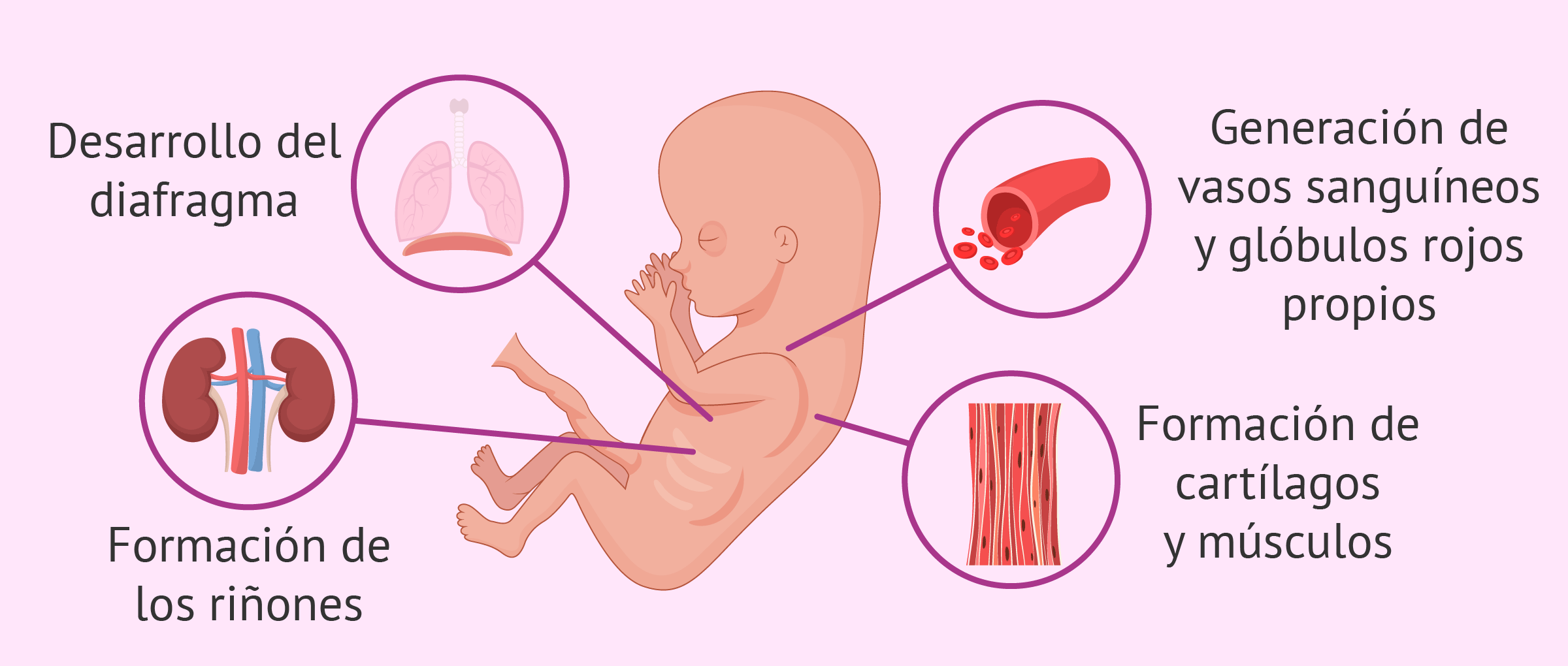 Desarrollo del feto con 11 semanas