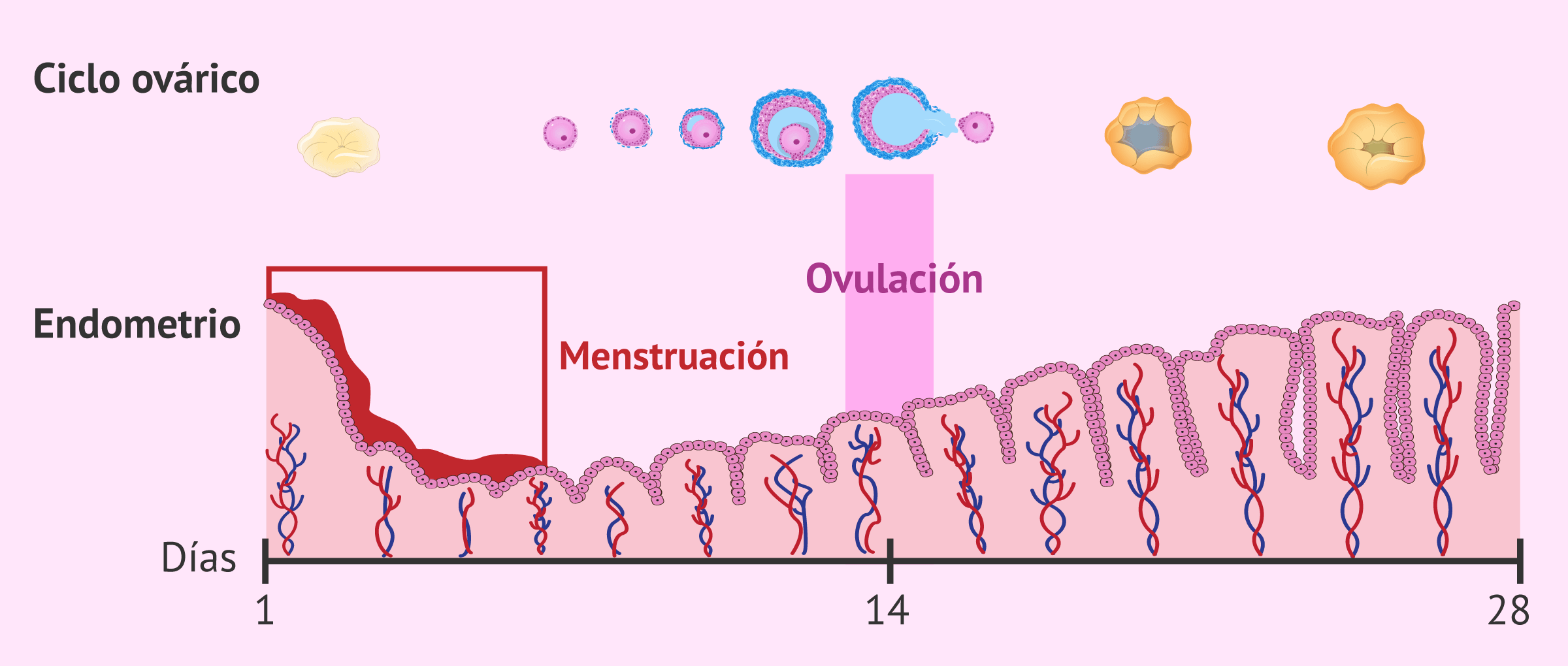 Es posible que ocurra la ovulación y la regla al mismo tiempo?