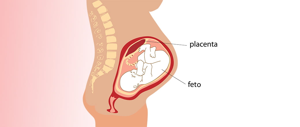 Intercambio entre madre y feto
