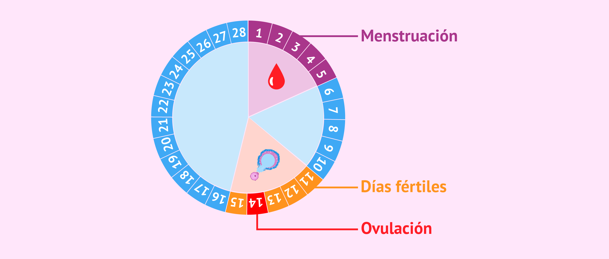 Ovulación y días fértiles