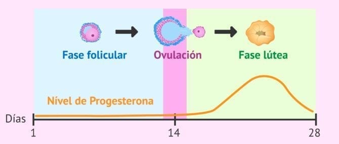 Imagen: Producción de progesterona por el cuerpo lúteo