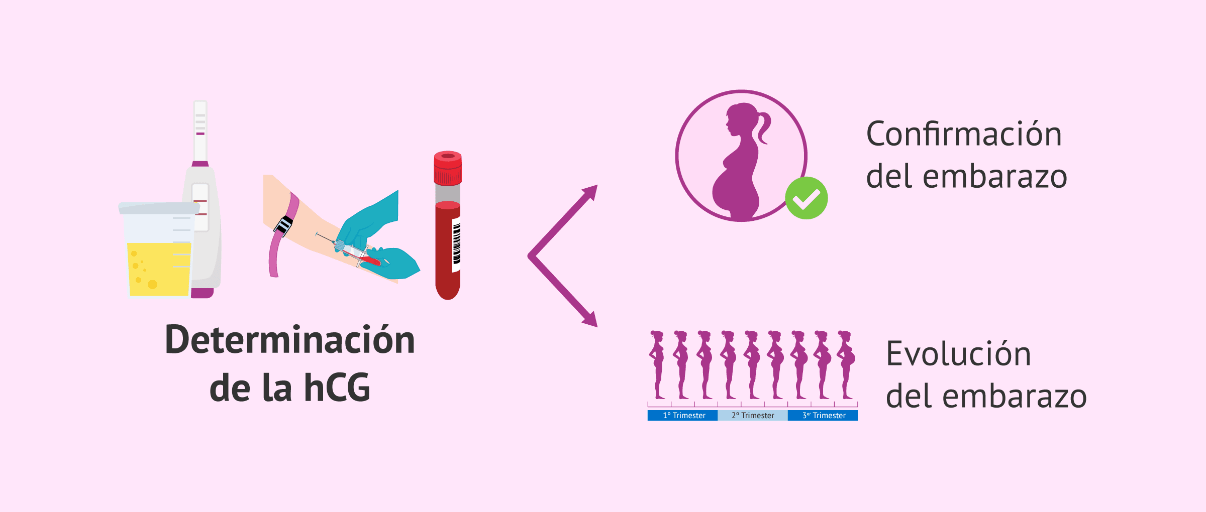Imagen: ¿Qué indica la determinación de la beta hCG?