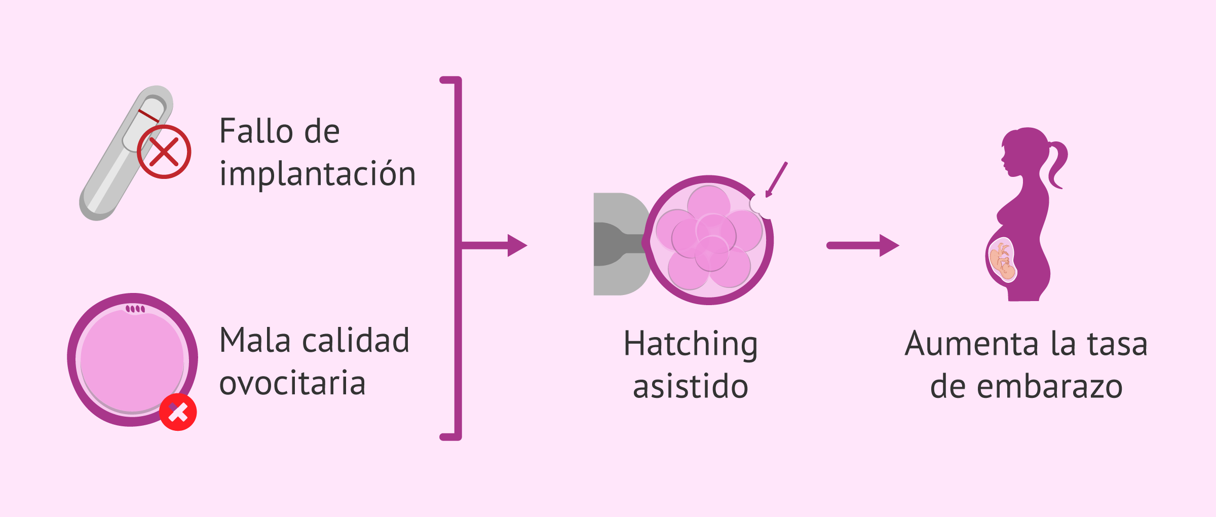 Imagen: ¿En qué casos tiene buenos resultados el hatching asistido?