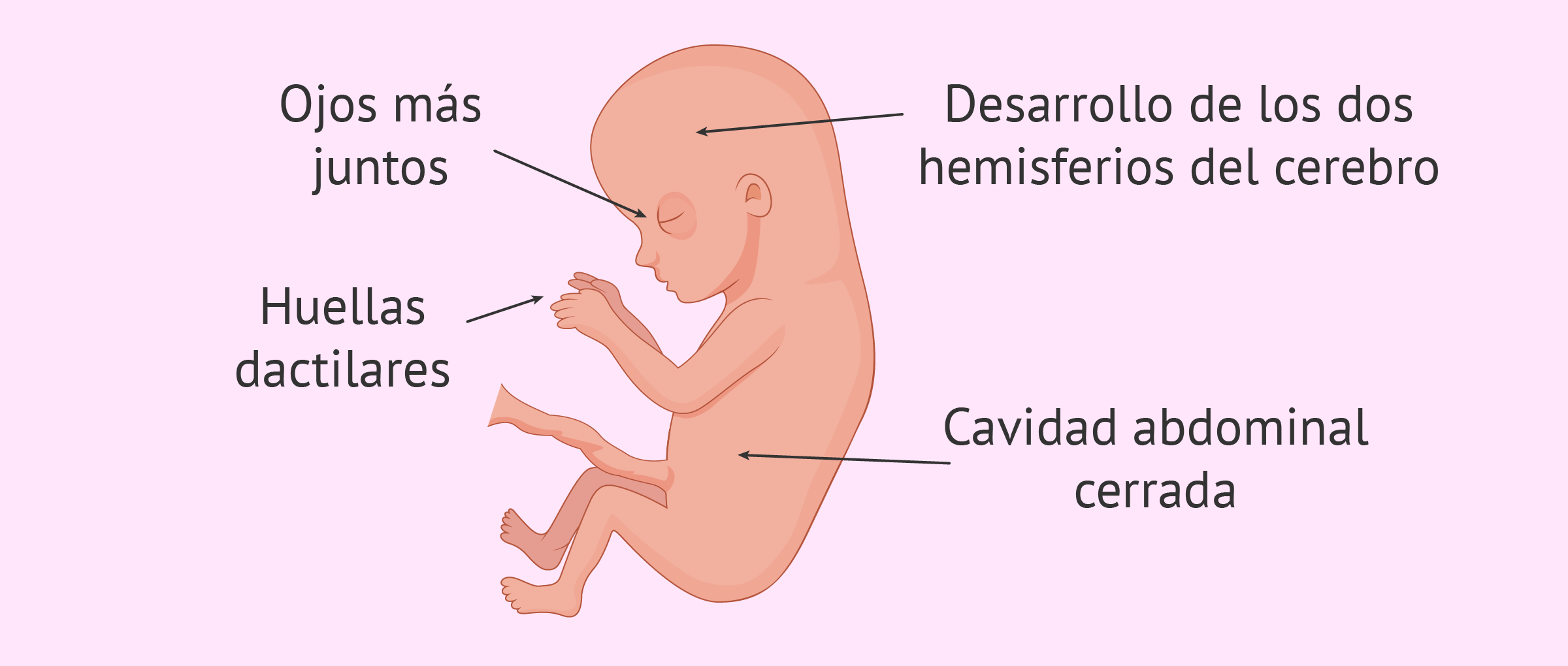 Desarrollo embrionario en la semana 13