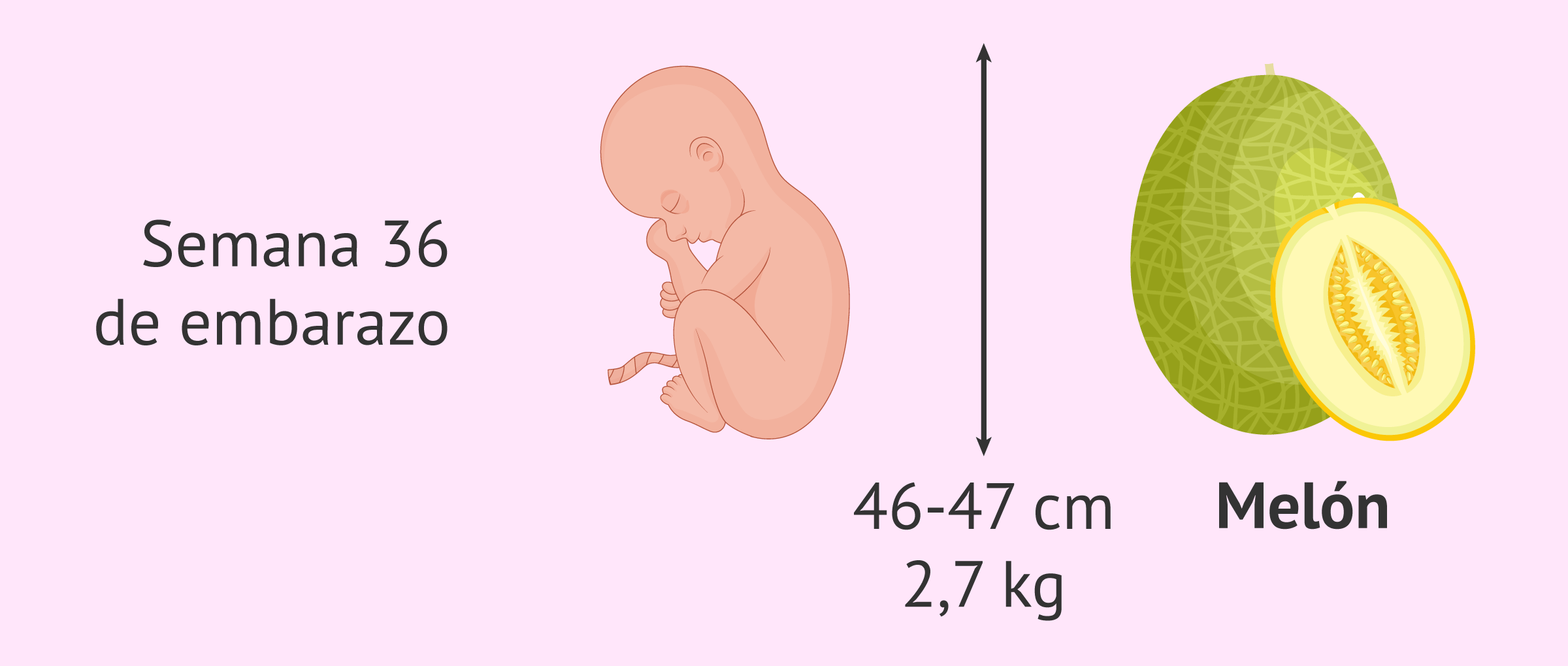 Familiarizarse mañana Perfecto Semana 36 de embarazo: cambios en el bebé y síntomas en la madre