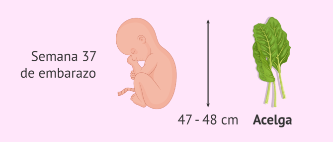 Imagen: Tamaño del bebé en la semana 37