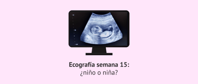 Hormiga ocio Unión Semana 15 de embarazo: ¿niño o niña?