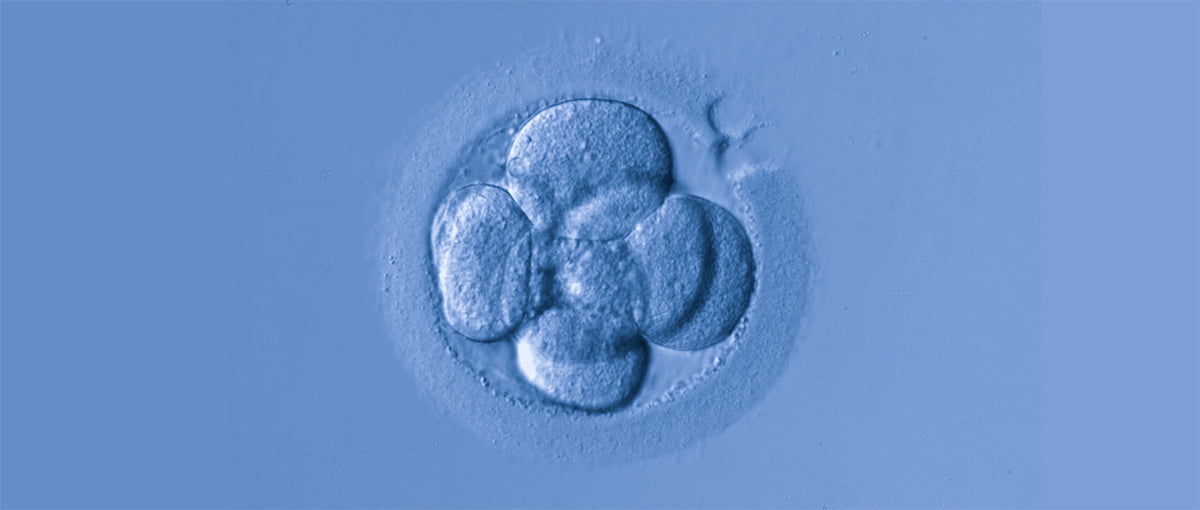 Sistema nuevo de cultivo embrionario
