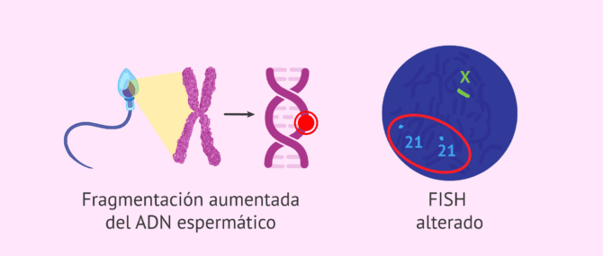Imagen: test-fragmentacion-espermatica-fish