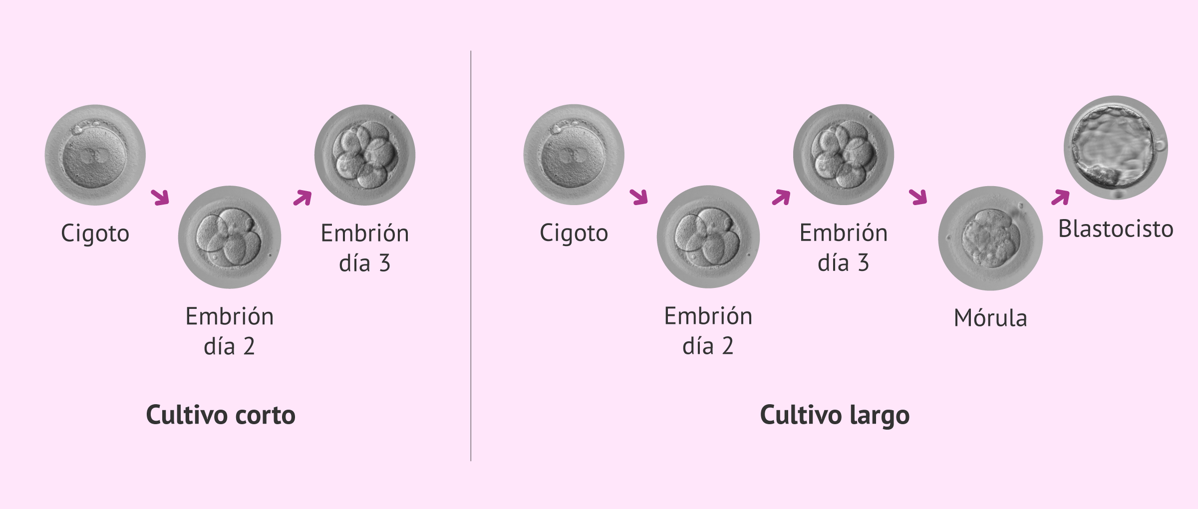 ¿Qué tipos de cultivos embrionarios existen?