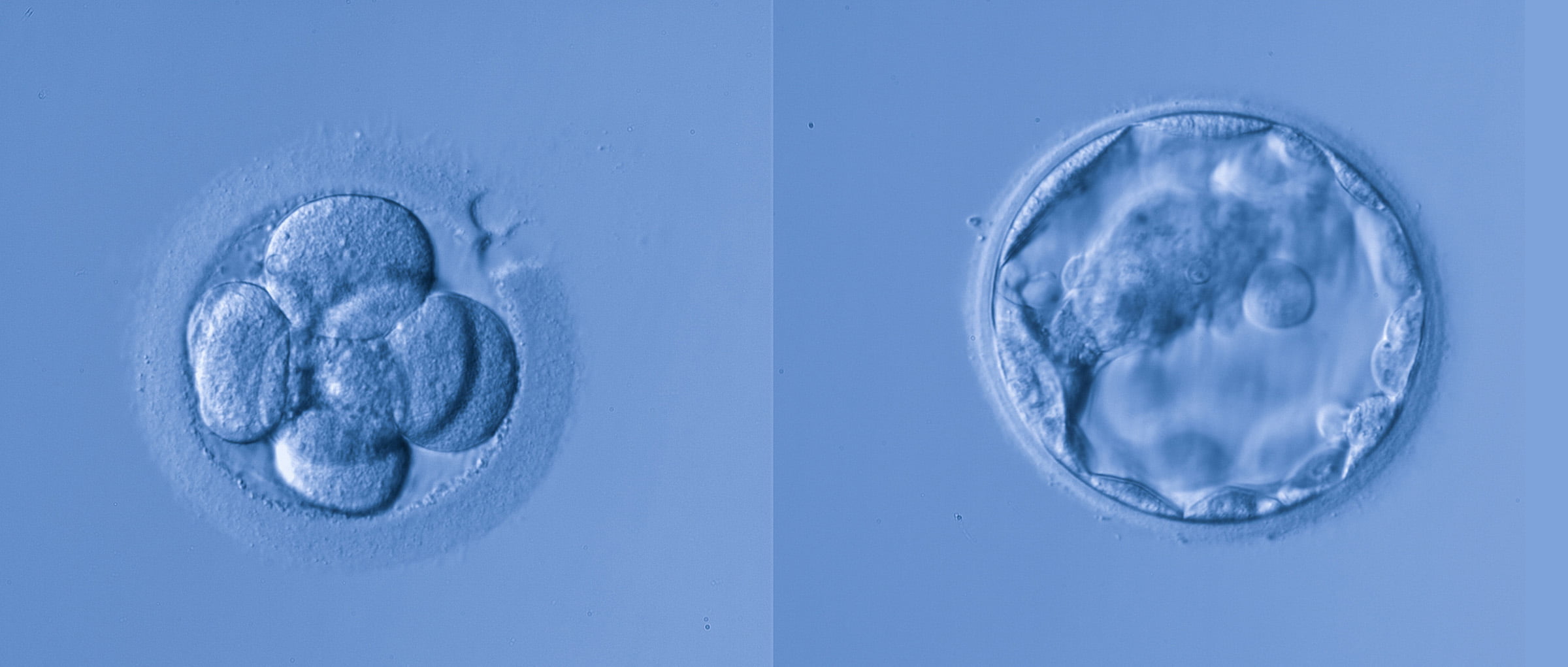 Ver el desarrollo embrionario
