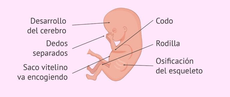 Tercer mes de embarazo: desarrollo del feto y síntomas en la mujer