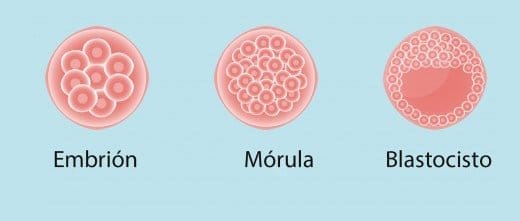Desarrollo Embrionario