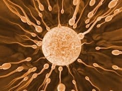 La Generalitat valenciana habría denominado a los óvulos fecundados como miembros adicionales del núcleo familiar