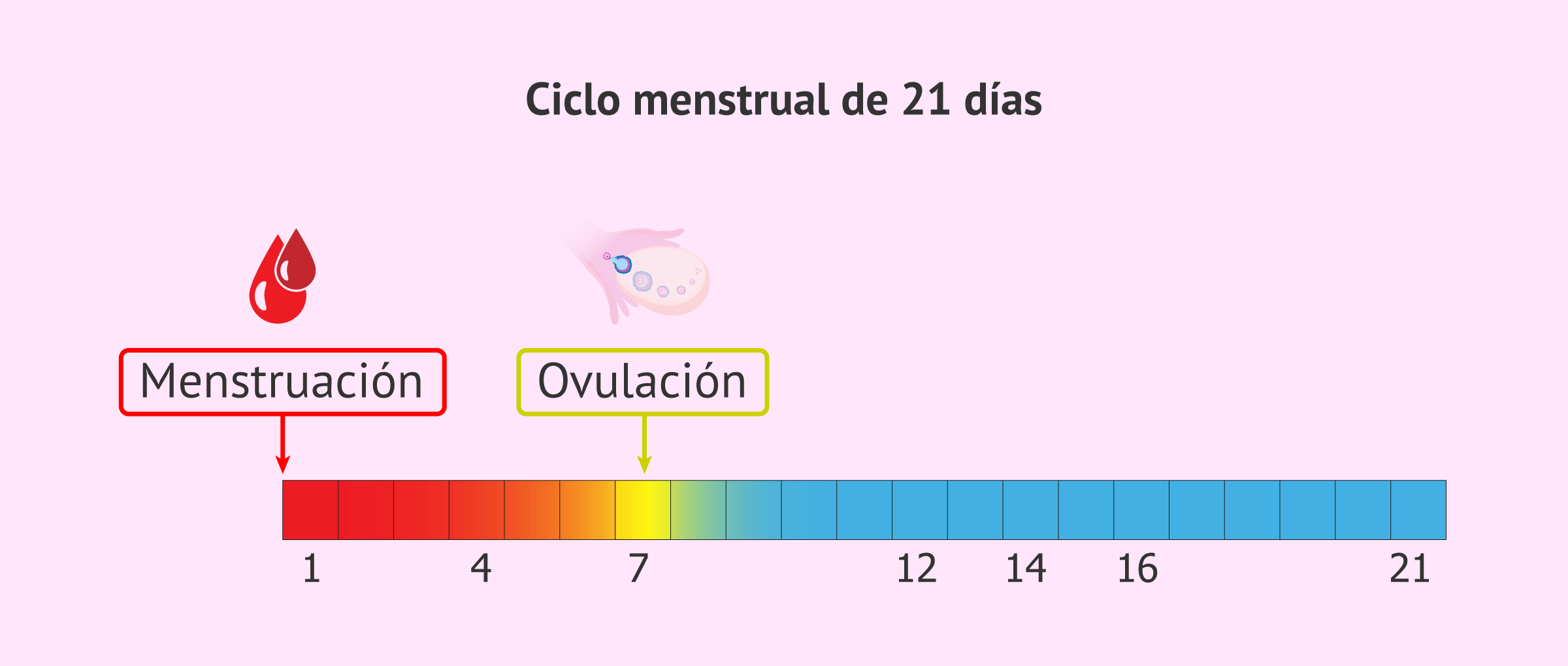 Cuántos días dura una menstruación