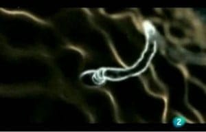 Biochip desarrollado por el IVI