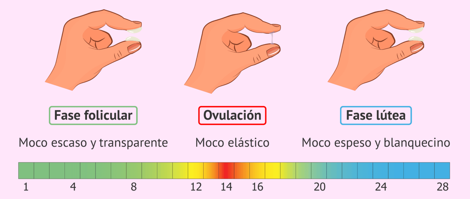 ¿Es normal si no noto cambios en el moco cervical a lo largo del ciclo?