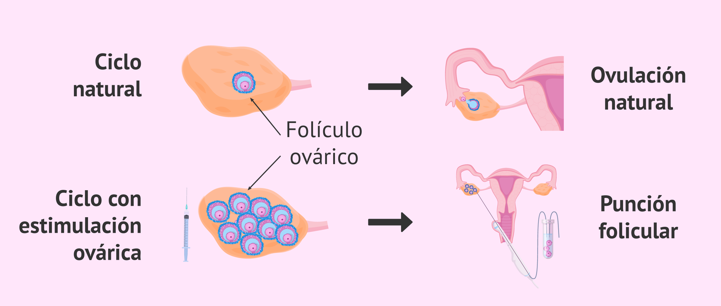 Ciclo ovarico duracion
