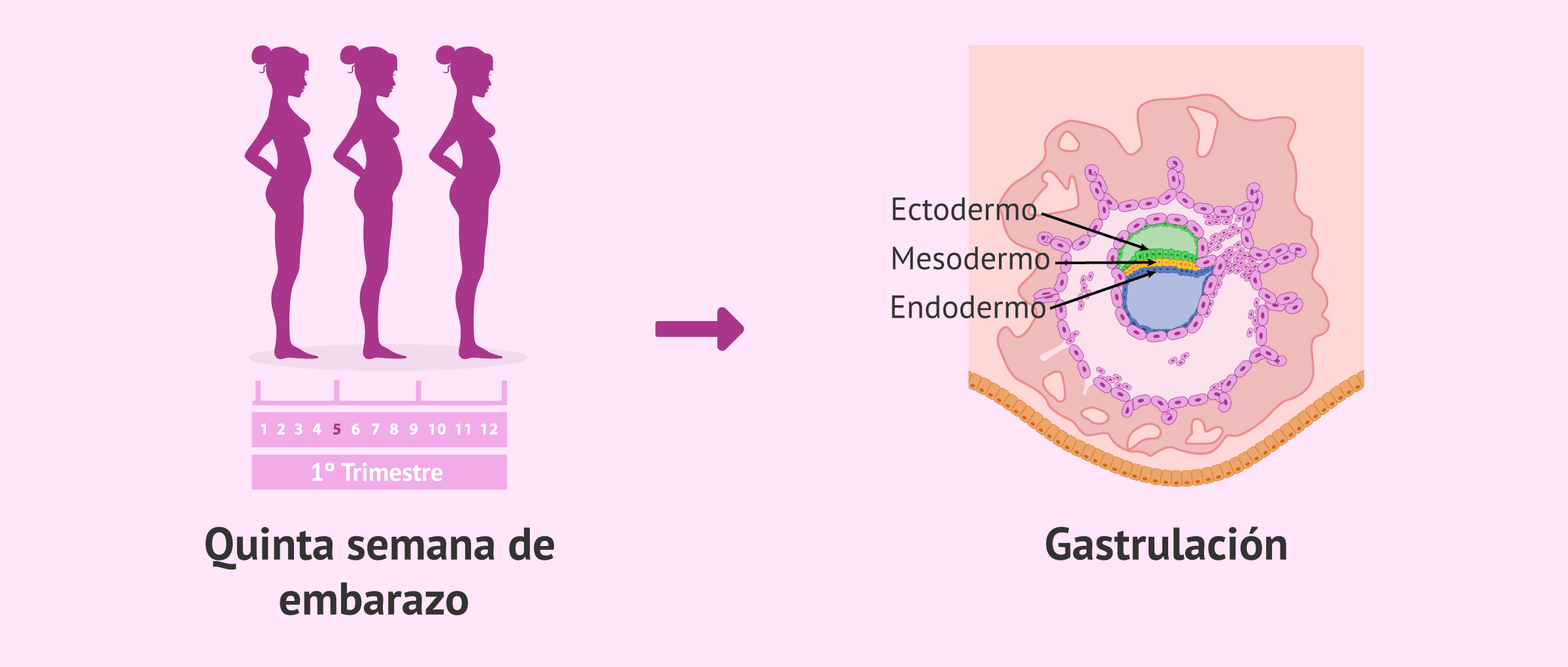 En Que Semana Se Da La Gastrulacion