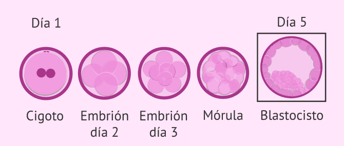 El cultivo largo de embriones y la clasificación de blastocistos