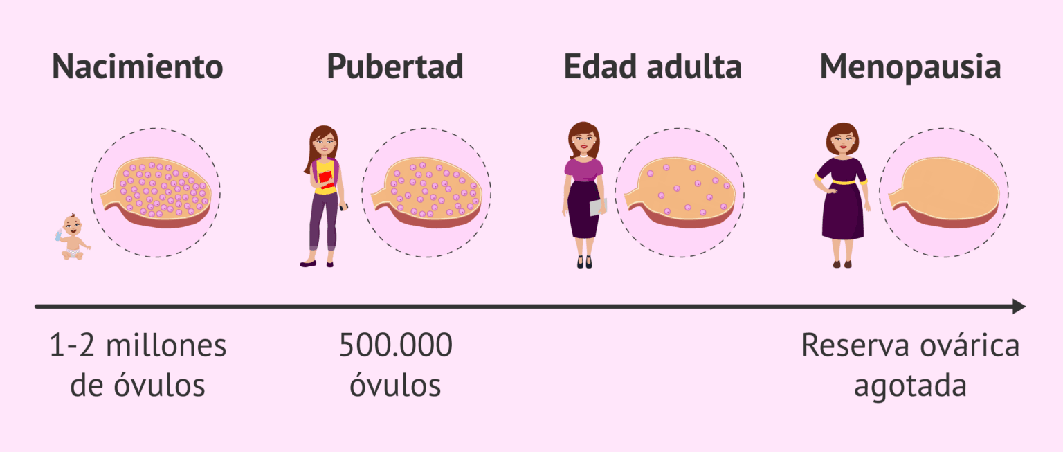 ¿Qué es la reserva ovárica y cómo afecta a la fertilidad?