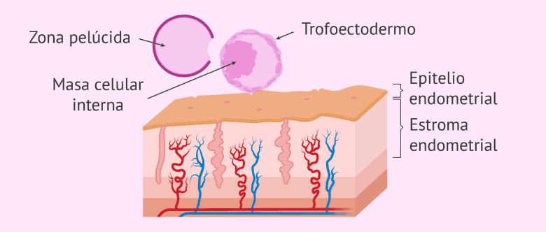 ¿Qué es la implantación del embrión y cuándo se produce?