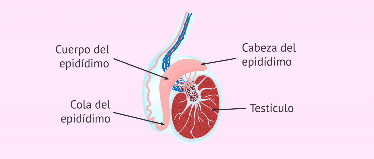¿Qué es el epidídimo?