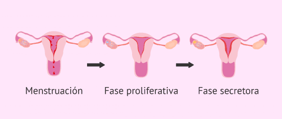 La menstruación: síntomas y características del sangrado