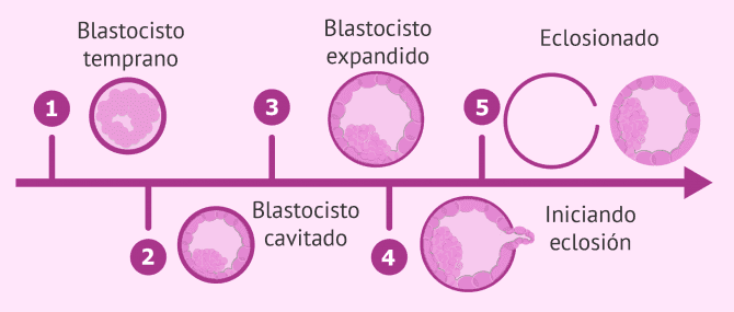 El cultivo largo de embriones y la clasificación de blastocistos