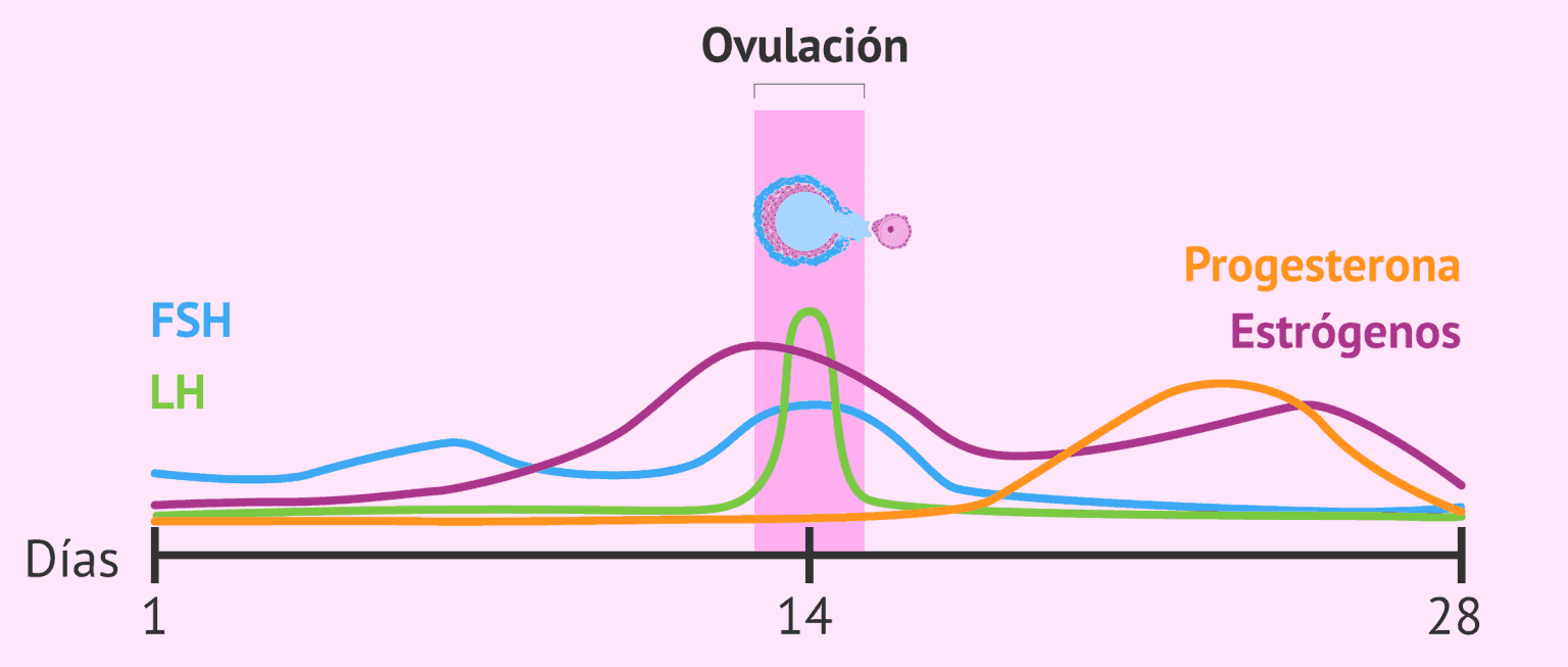Cu les Son Y Qu Ocurre En Las Distintas Fases De La Ovulaci n cu-les-son-y-qu-ocurre-en-las-distintas-fases-de-la-ovulaci-n