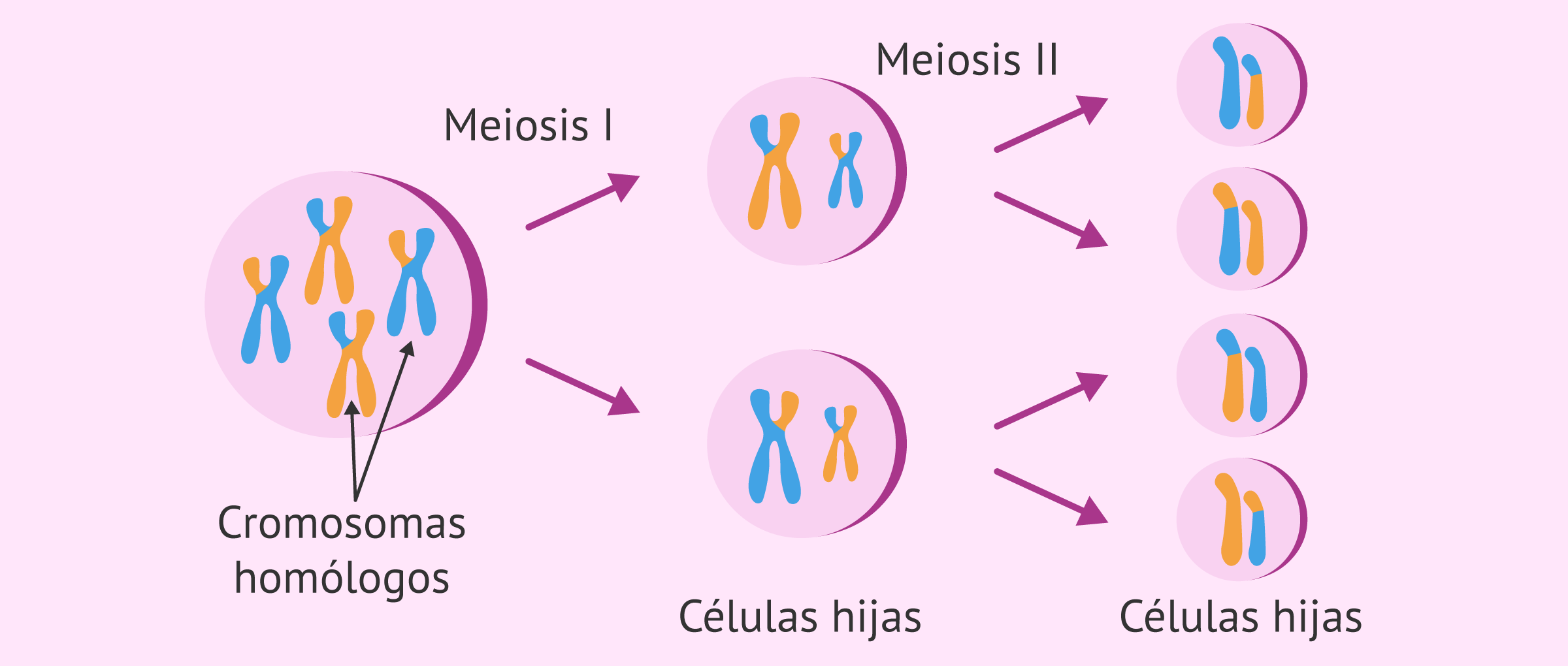 Fases De La Meiosis