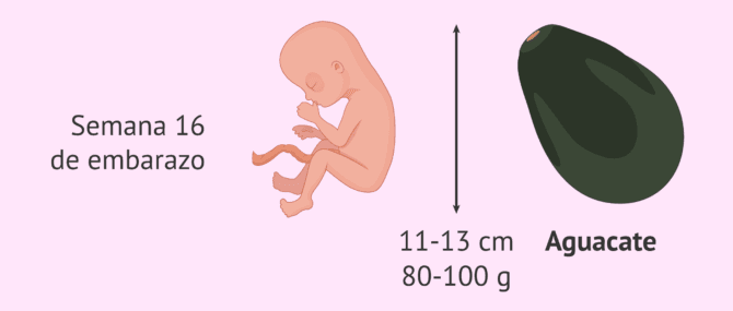 Pl tano V a Prestigio A Las Cuantas Semanas Se Forma Un Bebe Paciente 